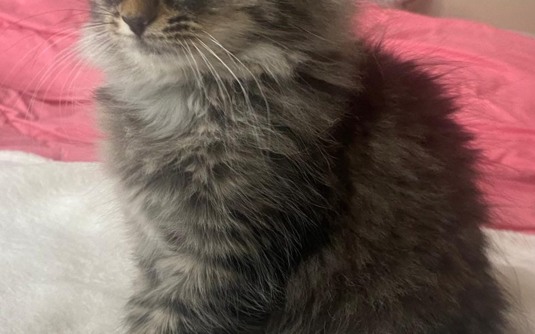 SOS soutien financier pour Belle