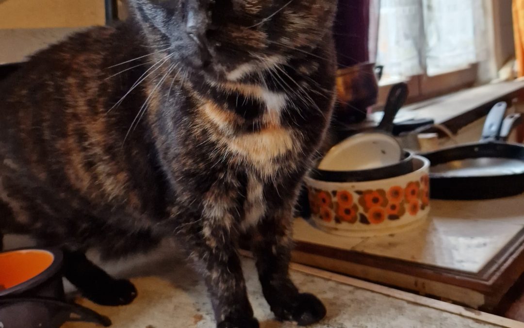 SOS Famille d&rsquo;accueil