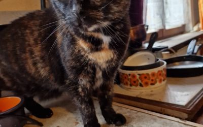 SOS Famille d&rsquo;accueil